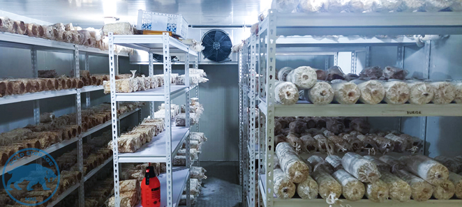 Walk-In Chillers in the Philippines